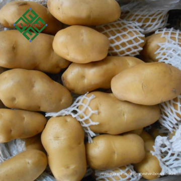 China-Kartoffel-Markt Landwirtschafts-frische Kartoffel